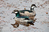 Male and female Green Pygmy-goose, Darwin, Northern Territory, Australia, October 2013 - click for larger image