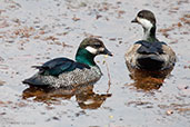 Male and female Green Pygmy-goose, Darwin, Northern Territory, Australia, October 2013 - click for larger image