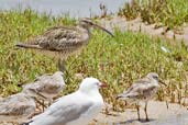 Whimbrel, Daintree, Queensland, Australia, November 2010 - click for larger image