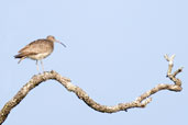 Whimbrel, Daintree, Queensland, Australia, November 2010 - click for larger image