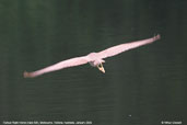Rufous Night Heron, Melbourne Victoria, Australia, January 2006 - click for larger image