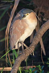 Rufous Night Heron, Kakadu, Northern Territory, Australia, October 2013 - click for larger image