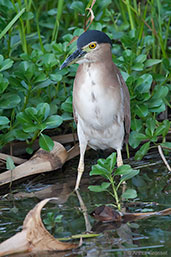 Rufous Night Heron, Kakadu, Northern Territory, Australia, October 2013 - click for larger image