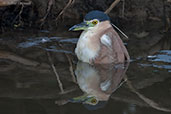 Rufous Night Heron, Kakadu, Northern Territory, Australia, October 2013 - click for larger image