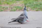 Crested Pigeon, Mildura, Victoria, Australia, February 2006 - click for larger image