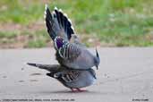 Crested Pigeon, Mildura, Victoria, Australia, February 2006 - click for larger image