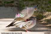 Crested Pigeon, Mildura, Victoria, Australia, February 2006 - click for larger image