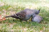 Crested Pigeon, Mildura, Victoria, Australia, February 2006 - click for larger image