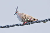 Crested Pigeon, Kuranda, Queensland, Australia, November 2010 - click for larger image