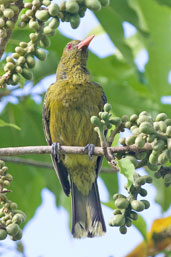 Green Oriole, Cairns, Queensland, Australia, November 2010 - click for larger image