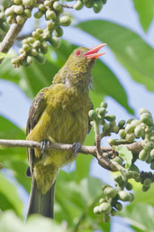 Green Oriole, Cairns, Queensland, Australia, November 2010 - click for larger image