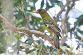 Green Oriole, Cooktown, Queensland, Australia, November 2010 - click for larger image