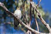 Olive-backed Oriole, Mallacoota, Victoria, Australia, April 2006 - click for larger image