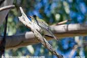 Olive-backed Oriole, Mallacoota, Victoria, Australia, April 2006 - click for larger image