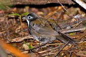 Male Chowchilla, Paluma, Queensland, Australia, December 2010 - click for larger image