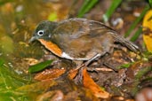 Female Chowchilla, Paluma, Queensland, Australia, December 2010 - click for larger image