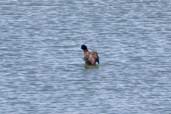 Male Blue-billed Duck, Menindee Lake, NSW, Australia, March 2006 - click for larger image