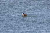 Male Blue-billed Duck, Menindee Lake, NSW, Australia, March 2006 - click for larger image