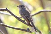 Immature Golden Whistler, The Coorong, South Australia, Australia, February 2006 - click for larger image