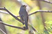 Immature Golden Whistler, The Coorong, South Australia, Australia, February 2006 - click for larger image