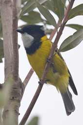 Male Golden Whistler, Murramarang NP, NSW, Australia, March 2006 - click for larger image