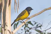 Male Golden Whistler, Cobargo, NSW, Australia, March 2006 - click for larger image