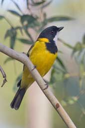 Male Golden Whistler, Cobargo, NSW, Australia, March 2006 - click for larger image