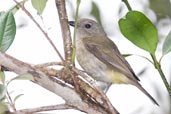 Female Golden Whistler, Daintree, Queensland, Australia, November 2010 - click for larger image