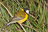 Golden Whistler, Cheynes Beach, Western Australia, October 2013 - click for larger image