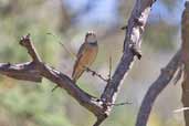 Sub-adult Male Rufous Whistler, Wilpena Pound, SA, Australia, March 2006 - click for larger image