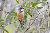 Male Rufous Whistler, Mareeba, Queensland, Australia, November 2010 - click for larger image