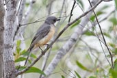 Male Rufous Whistler, Mareeba, Queensland, Australia, November 2010 - click for larger image