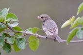 Immature Rufous Whistler, Mareeba, Queensland, Australia, November 2010 - click for larger image