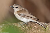 Grey Whistler, Fogg Dam, near Darwin, Northern Territory, Australia, October 2013 - click for larger image