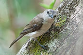 Grey Whistler, Fogg Dam, near Darwin, Northern Territory, Australia, October 2013 - click for larger image