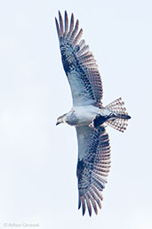 Osprey, Cheyne Beach, Western Australia, October 2013 - click for larger image