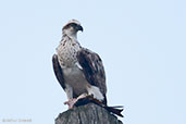 Osprey, Cheyne Beach, Western Australia, October 2013 - click for larger image