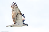 Osprey, Cheyne Beach, Western Australia, October 2013 - click for larger image