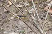 Spotted Pardalote, You Yangs Regional Park, Victoria, Australia, February 2006 - click for larger image