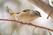 Spotted Pardalote, You Yangs Regional Park, Victoria, Australia, February 2006 - click for larger image