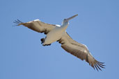 Australian Pelican, St. Helens, Tasmania, Australia, February 2006 - click for larger image