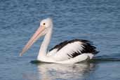 Australian Pelican, The Coorong, SA, Australia, March 2006 - click for larger image