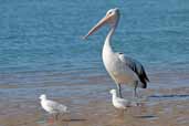 Australian Pelican, The Coorong, SA, Australia, March 2006 - click for larger image