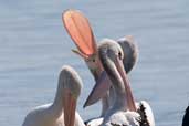 Australian Pelican, The Coorong, SA, Australia, March 2006 - click for larger image