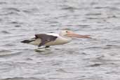 Australian Pelican, Kangaroo Island, SA, Australia, March 2006 - click for larger image