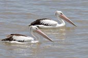 Australian Pelican, Cairns, Queensland, Australia, November 2010 - click for larger image