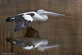 Australian Pelican, Noorlunga, South Australia, September 2013 - click for larger image