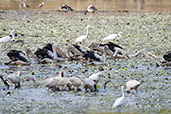 Australian Pelican, Kakadu, Northern Territory, Australia, October 2013 - click for larger image