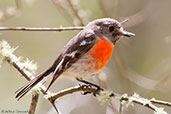 Female Scarlet Robin, Porongurup, Western Australia, October 2013 - click for larger image