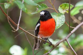 Male Scarlet Robin, Porongurup, Western Australia, October 2013 - click for larger image